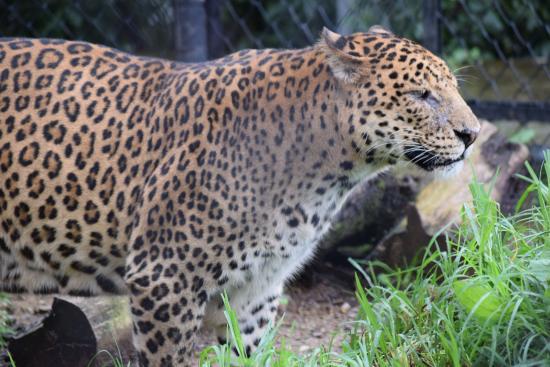 G B Pant High Altitude Zoo